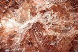 Polished Petrified Wood (Araucaria) Round - Madagascar #344696-1